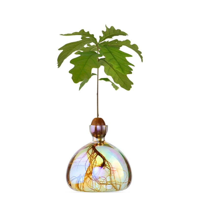 Clear glass KEIMGLAS vessel with suspended acorn and delicate root structure inside.