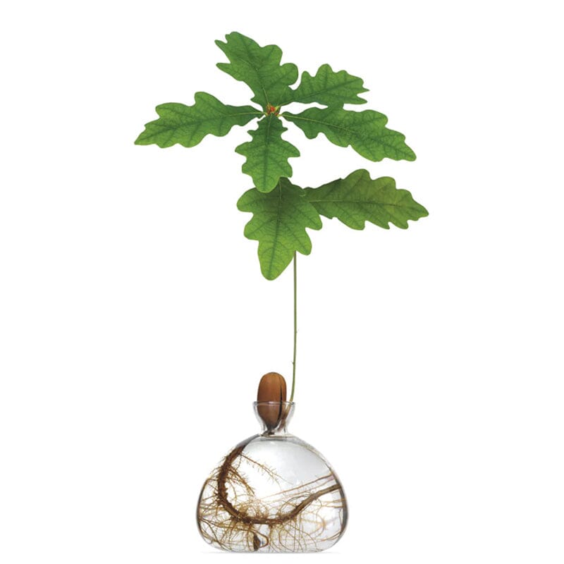 Clear glass vase with visible roots, holding a small oak branch with green leaves and an attached acorn.