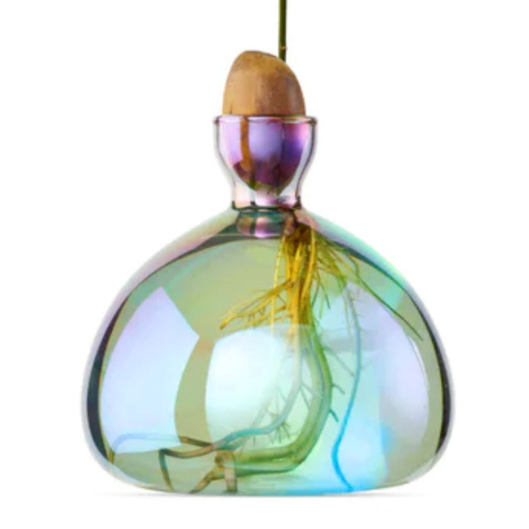 Iridescent glass plant bulb with visible roots and attached acorn top hanging by a cord.