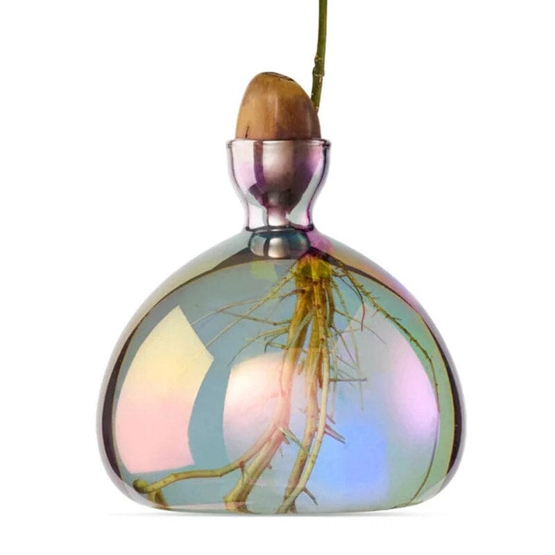 Nahaufnahme eines irrisierenden Keimglases für Eicheln von ILEX. Man sieht die Eichel in der Öffnung und den Keim, der daraus sprießt. Im Glas sieht man die Wurzeln.