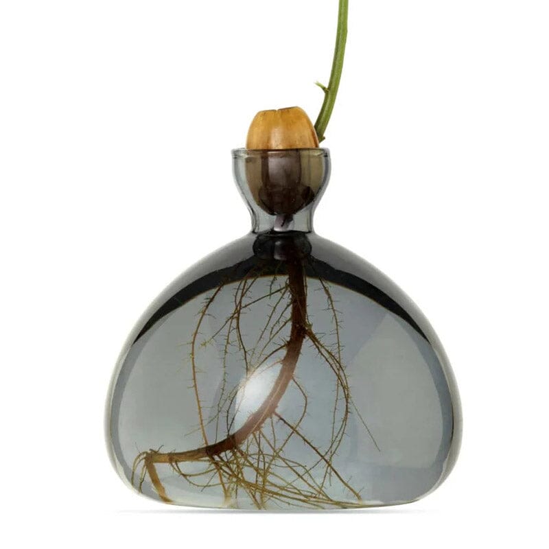 Nahaufnahme eines grauen Keimglases für Eicheln von ILEX. Man sieht die Eichel in der Öffnung und den Keim, der daraus sprießt. Im Glas sieht man die Wurzeln.