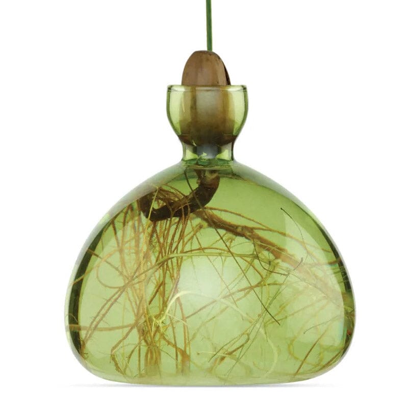 Nahaufnahme eines hellgrünen Keimglases für Eicheln von ILEX. Man sieht die Eichel in der Öffnung und den Keim, der daraus sprießt. Im Glas sieht man die Wurzeln.