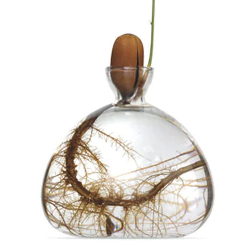 Clear round glass vase with narrow neck holding an acorn with sprouting green shoot and visible roots inside.