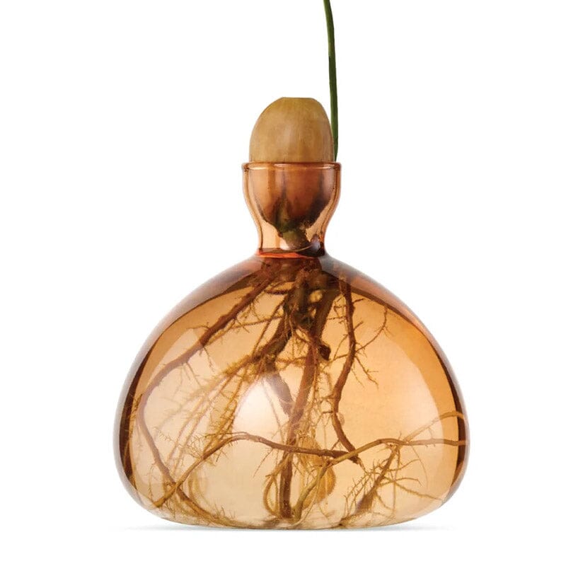 Nahaufnahme eines pfirsichfarbenen Keimglases für Eicheln von ILEX. Man sieht die Eichel in der Öffnung und den Keim, der daraus sprießt. Im Glas sieht man die Wurzeln.