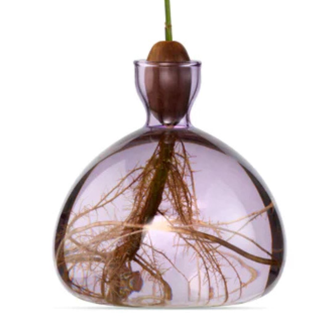 Light purple glass vase with rounded base holding an acorn with visible roots suspended inside.