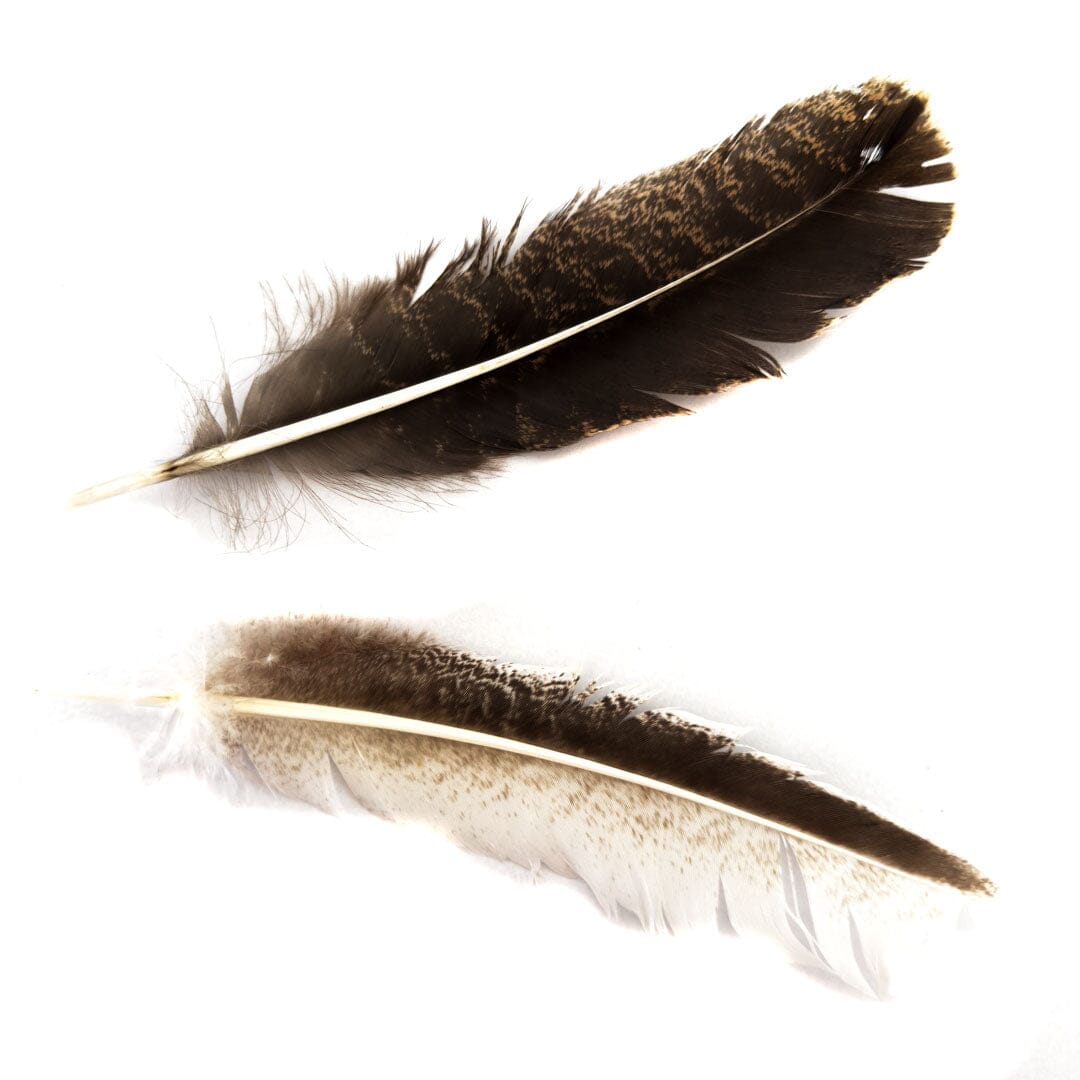 Two natural brown and beige feathers with distinct quills and soft barbs on a white background.