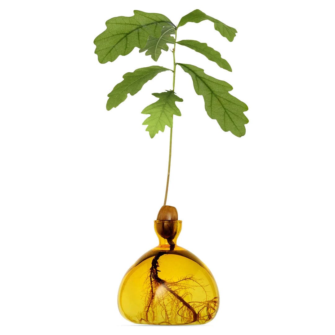 Amber-colored glass vase with an oak leaf suspended inside, slender neck and rounded base.
