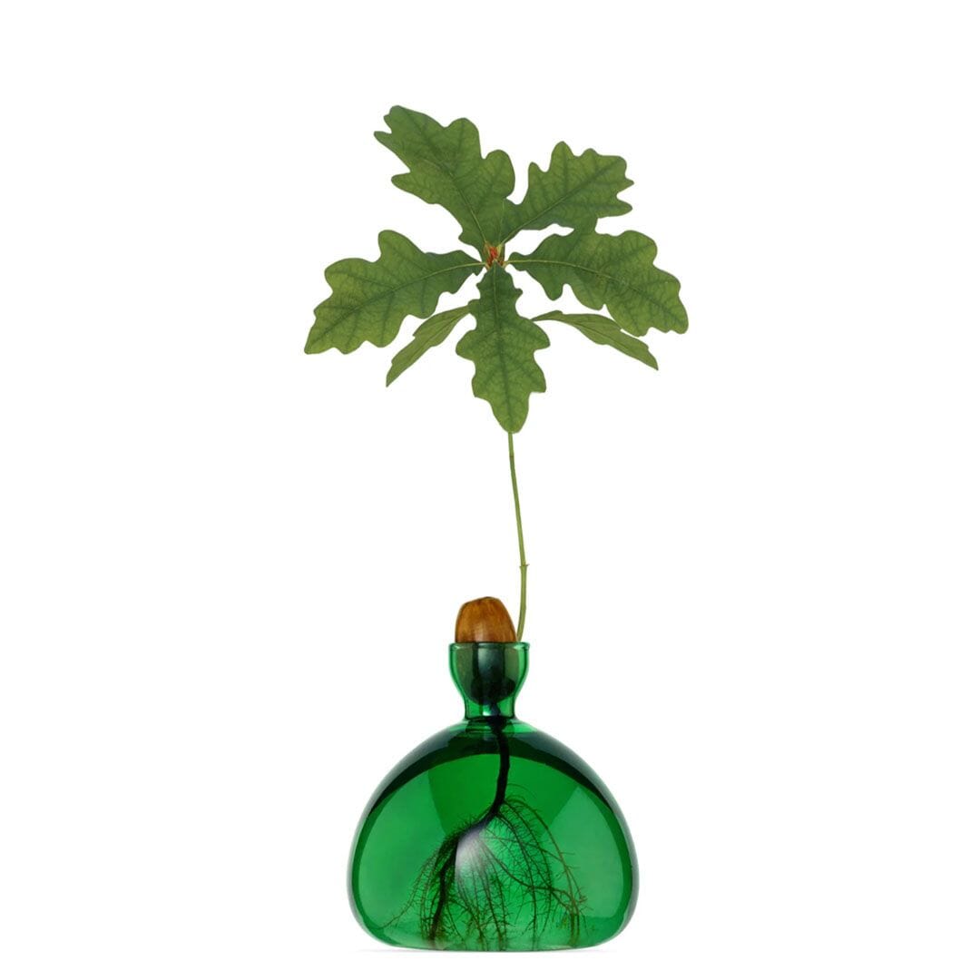 Green glass vase with round base holding a single oak leaf and acorn on slender stem.