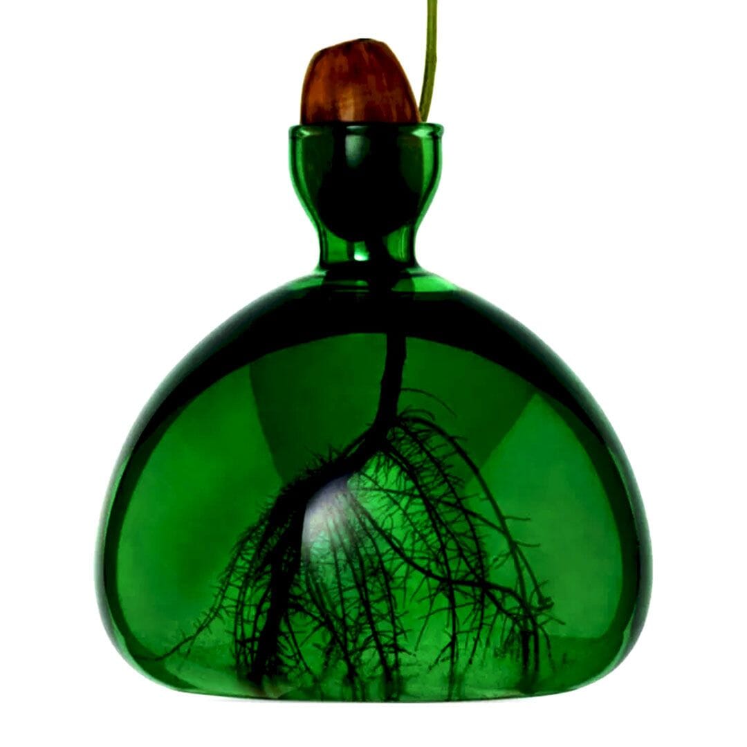 Dark green glass vase with rounded base holding a single brown acorn on a thin stem.