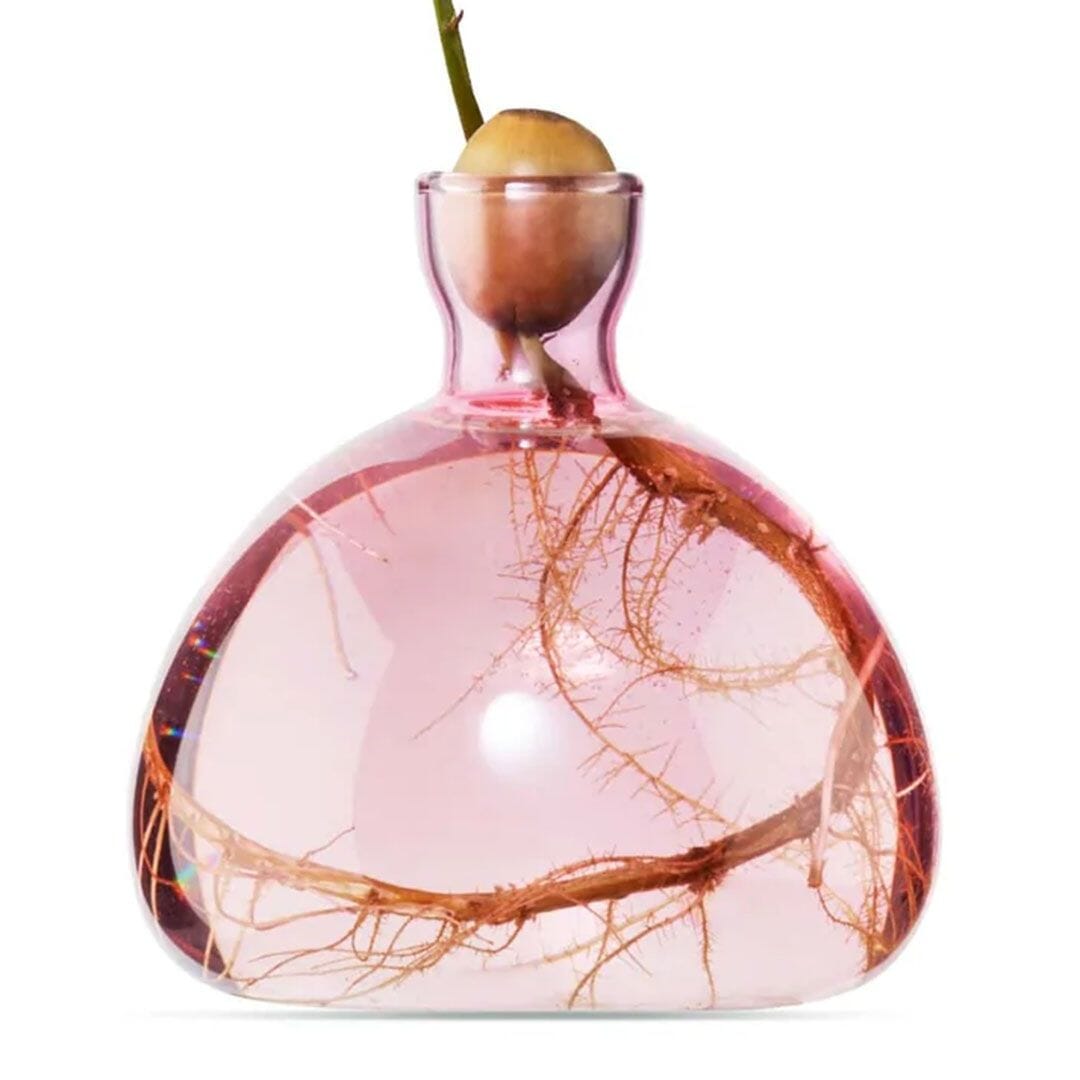 Pink translucent glass vase with rounded base holding a plant acorn and visible roots.